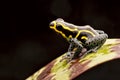 Poison arrow frog Ranitomeya imitator