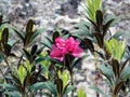 Poison beauty - magenta flower Royalty Free Stock Photo