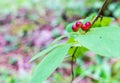 Poison berries, wield honeysuckle. background, nature.