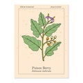 Poison berry, or indian nightshade, brihati Solanum indicum , medicinal plant