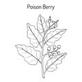 Poison berry, or indian nightshade , medicinal plant