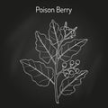 Poison berry, medicinal plant