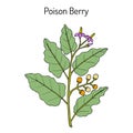 Poison berry, Solanum indicum , medicinal plant