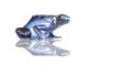 Poison Blue Dart Frog - on black background Royalty Free Stock Photo