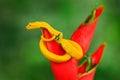 Poison danger viper snake from Costa Rica. Yellow Eyelash Palm Pitviper, Bothriechis schlegeli, on red wild flower. Wildlife scene