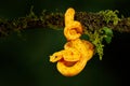 Poison danger viper snake from Costa Rica. Yellow Eyelash Palm Pitviper, Bothriechis schlegeli, on red wild flower. Wildlife scene