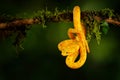 Poison danger viper snake from Costa Rica. Yellow Eyelash Palm Pitviper, Bothriechis schlegeli, on red wild flower. Wildlife scene Royalty Free Stock Photo