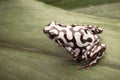 Poison dart or arrow frog Dendrobates auratus