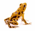 Poison dart or arrow frog from the island Bastimentos Royalty Free Stock Photo