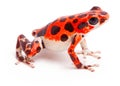 Poison dart or arrow frog Oophaga pumilio Red Frog Beach Royalty Free Stock Photo