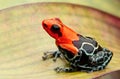 Poison dart or arrow frog, Ranitomeya fantastica Monte Cristo morph