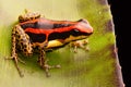 Poison dart or arrow frog, Ranitomeya uakarii golden legs morph