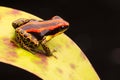 Poison dart or arrow frog Ranitomeya uakarii