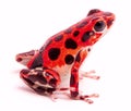 Poison dart or arrow frog, Red Frog Beach, Bastimentos, Bocas del Toro, Panama Royalty Free Stock Photo