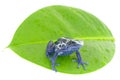 Poison dart frog Royalty Free Stock Photo