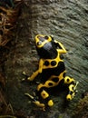 Poison Dart Frog 2138