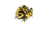 Poison Dart Frog