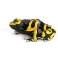 Poison Dart Frog