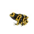 Poison Dart Frog