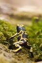 Poison dart frog