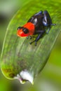 Poison dart frog