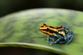 Poison dart frog Royalty Free Stock Photo