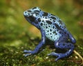 Poison Dart Frog