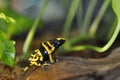 Poison dart frog