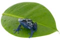 Poison dart frog