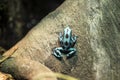 Poison dart frog