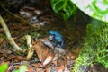 Poison dart frog also known as poison arrow frog