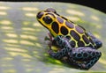 Poison dart frog Amazon rain forest Royalty Free Stock Photo