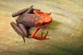 Poison dart frog, Ameerega silverstonei