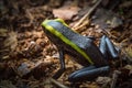 Poison dart frog Ameerega trivittata