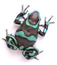 Poison dart frog Dendrobates auratus bronze morph