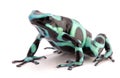 Poison dart frog, Dendrobates auratus