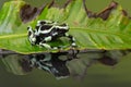 Poison Dart Frog (Dendrobates Auratus) Royalty Free Stock Photo