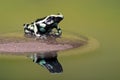 Poison Dart Frog (Dendrobates Auratus) Royalty Free Stock Photo