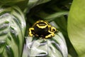 Poison Dart frog Royalty Free Stock Photo