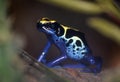 Poison dart frog - Dendrobates tinctorius