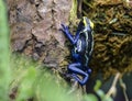 Poison dart frog, Dendrobates tinctorius from the Amazon rain forest near the border of Suriname and Brazil. beuatiful macro of ex Royalty Free Stock Photo