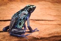 Poison dart frog Royalty Free Stock Photo