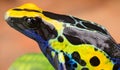 Poison dart frog Royalty Free Stock Photo