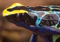 Poison dart frog Royalty Free Stock Photo