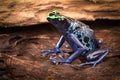 Poison dart frog Dendrobates tinctorius Royalty Free Stock Photo