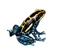Poison dart frog Dendrobatidae Royalty Free Stock Photo