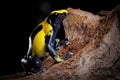 Poison dart frog exotic pet in terrarium Royalty Free Stock Photo