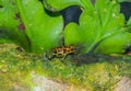 Poison Dart Frog Royalty Free Stock Photo