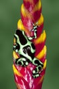 Poison Dart Frog Green and Black Royalty Free Stock Photo