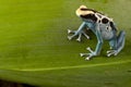 Poison dart frog on green leaf in amazon jungle Royalty Free Stock Photo